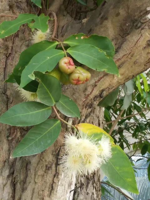 一个人三亚湾最便宜的住宿,三亚的三亚湾候鸟住宿介绍