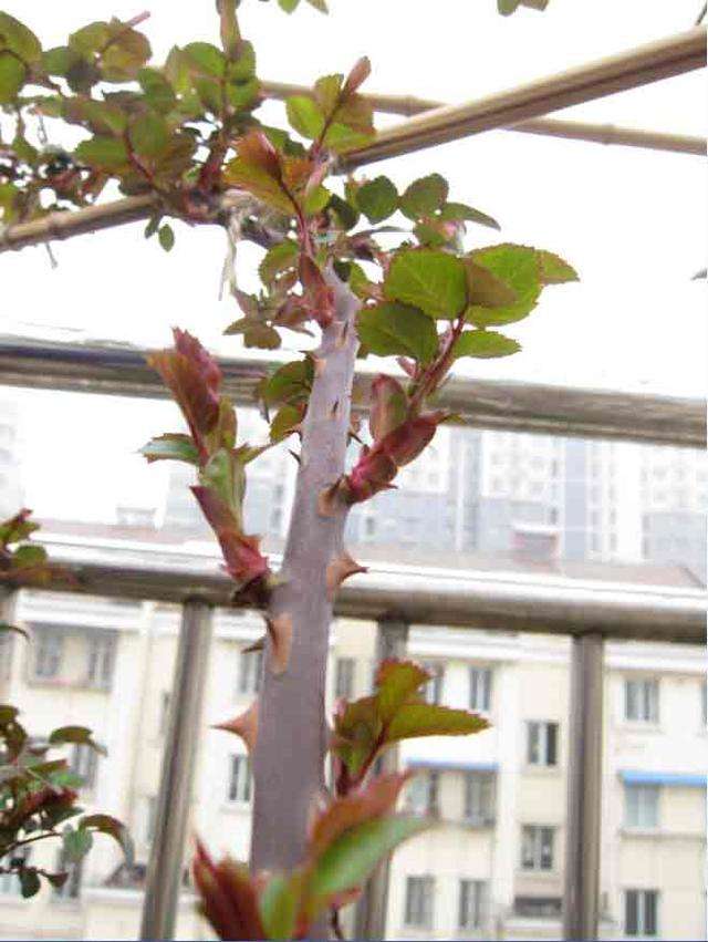 想让月季长高,如何使棒棒糖月季的冠幅变大