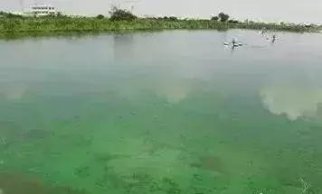 ph过高如何抑制藻类生长,水体过肥藻类旺盛怎么处理