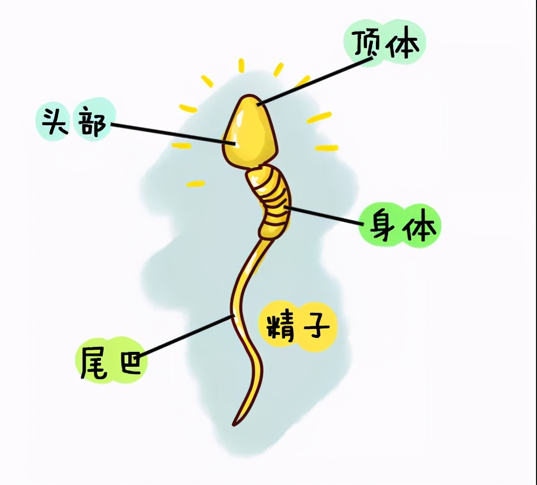 小蝌蚪为什么不吃东西了,小蝌蚪不正常的原因