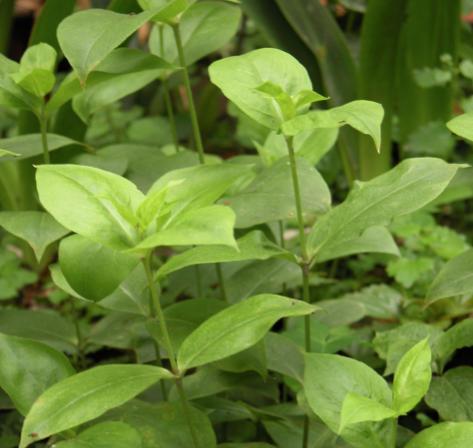 老中医可以给孩子起名吗,用中药名字给孩子取名可以吗