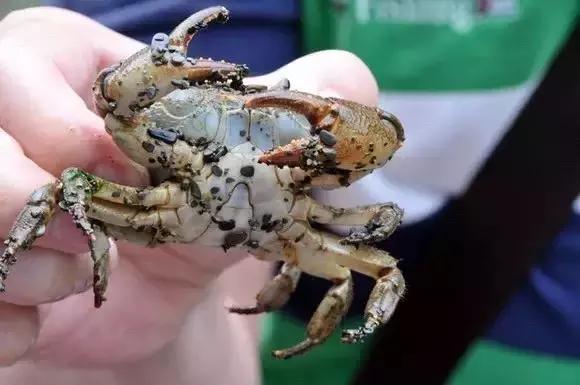 重庆野钓小龙虾哪里最多,重庆小龙虾怎么钓图