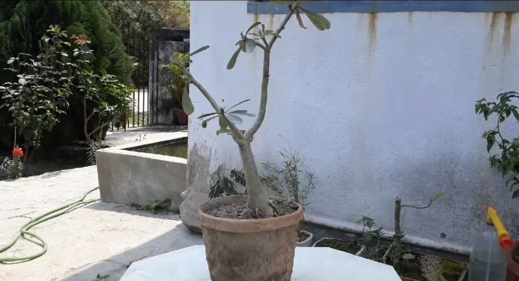 把普通的沙漠玫瑰养成盆景,怎样把沙漠玫瑰的桩养得更漂亮