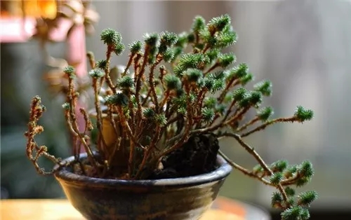 多肉老桩速成法，根本用不了三五年！美的大开眼界