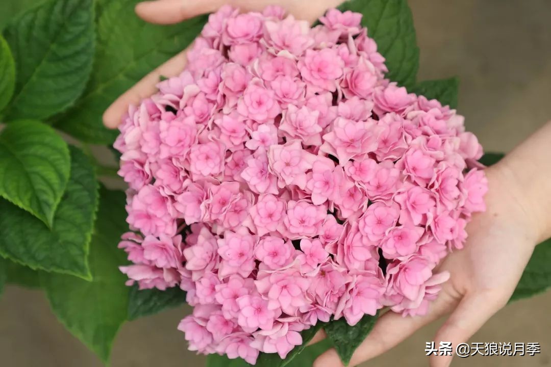 绣球季家里不缺花，全场8折迎初夏