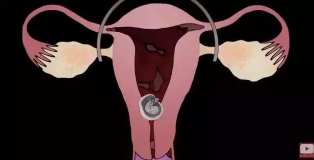 丁嘉丽明星的故事,丁嘉丽央视