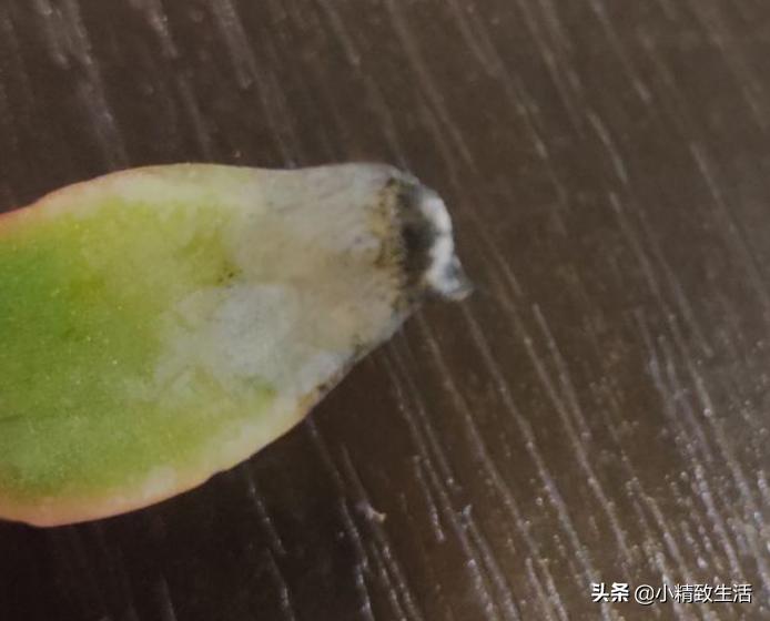 刚上盆的多肉晒太阳化水怎么处理,多肉化水原因及解决方法