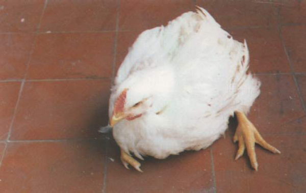 鸡脚软站不起来用什么药,鸡脚发软吃什么药好得快