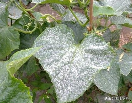 西红柿治疗灰霉病新药,打灰霉病新药