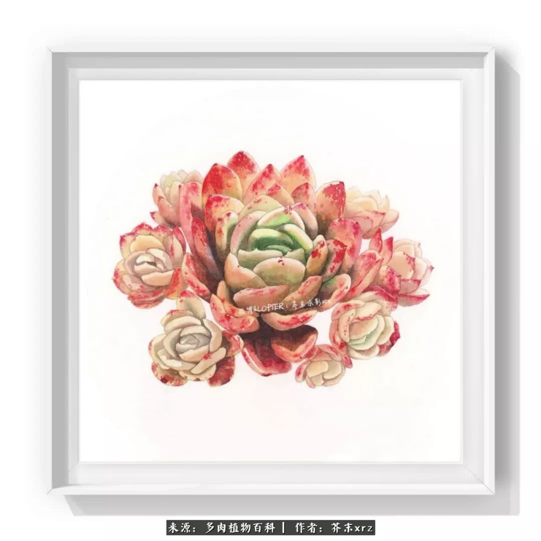 那个爱画多肉的小姑娘带着她的心头肉又来啦!