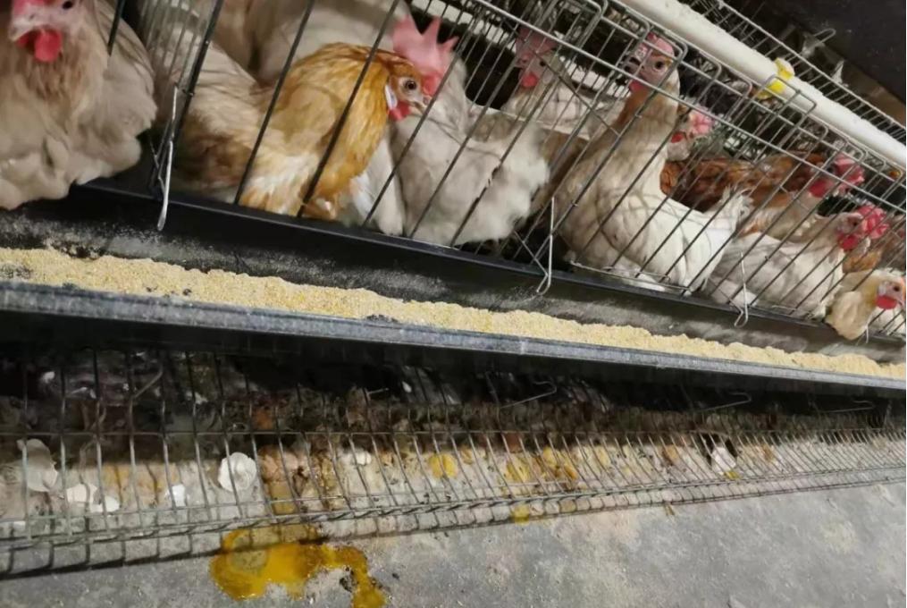 鸡蛋壳很硬的鸡蛋好不好,蛋壳特别薄脆的鸡蛋好不好