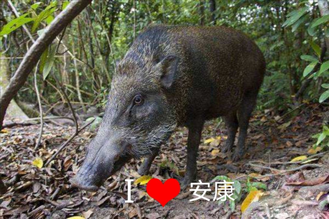 野猪该如何防范,野猪凶猛祸害庄稼村民无招咋办