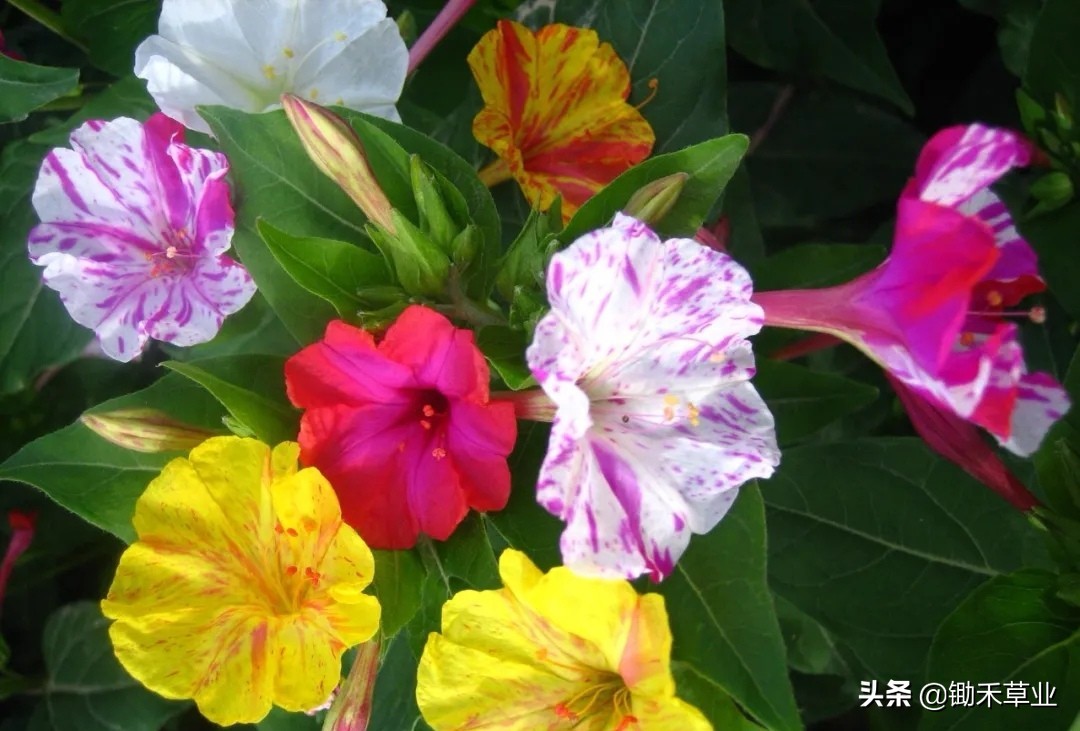 温馨紫茉莉,好看的紫茉莉