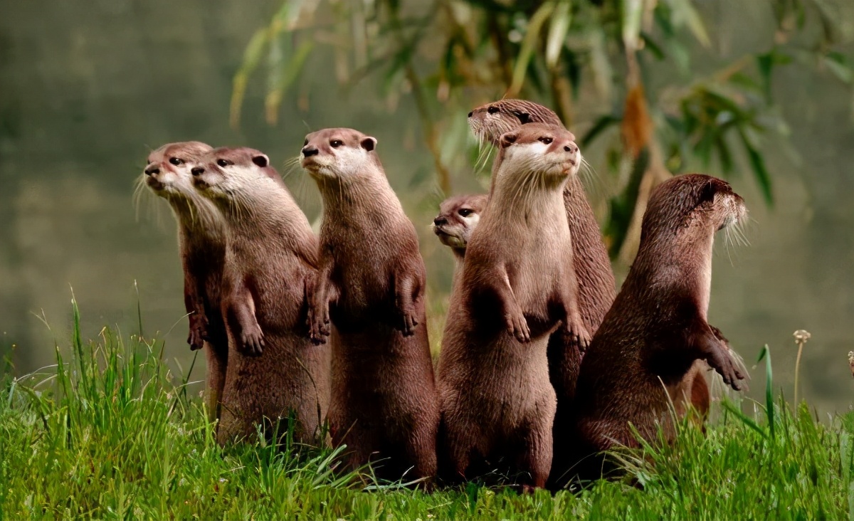 新加坡打架最惨烈的一次,新加坡出租车司机种族冲突