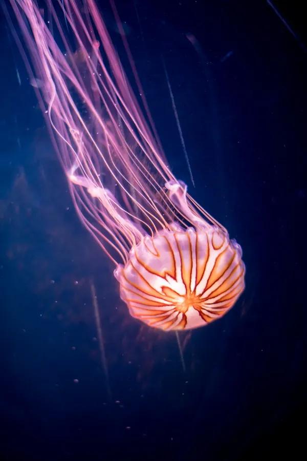 闈掑矝鏃呮父缃戠孩缇庨鎵撳崱鎺ㄨ崘,娴锋磱鍔ㄧ墿娴峰簳涓栫晫鎵撳崱