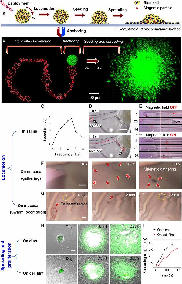 微型机器人和传统机器人结合实现体内狭小腔道的快速高精度递送