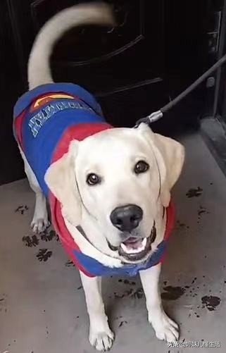 狗狗躺在身边一直舔是什么原因,狗狗突然疯狂舔地板呕吐怎么回事