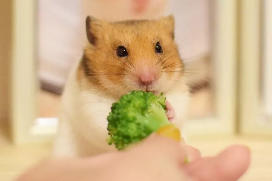 仓鼠不爱吃鼠粮，却特爱吃自己的粑粑，这又是怎么回事呢？