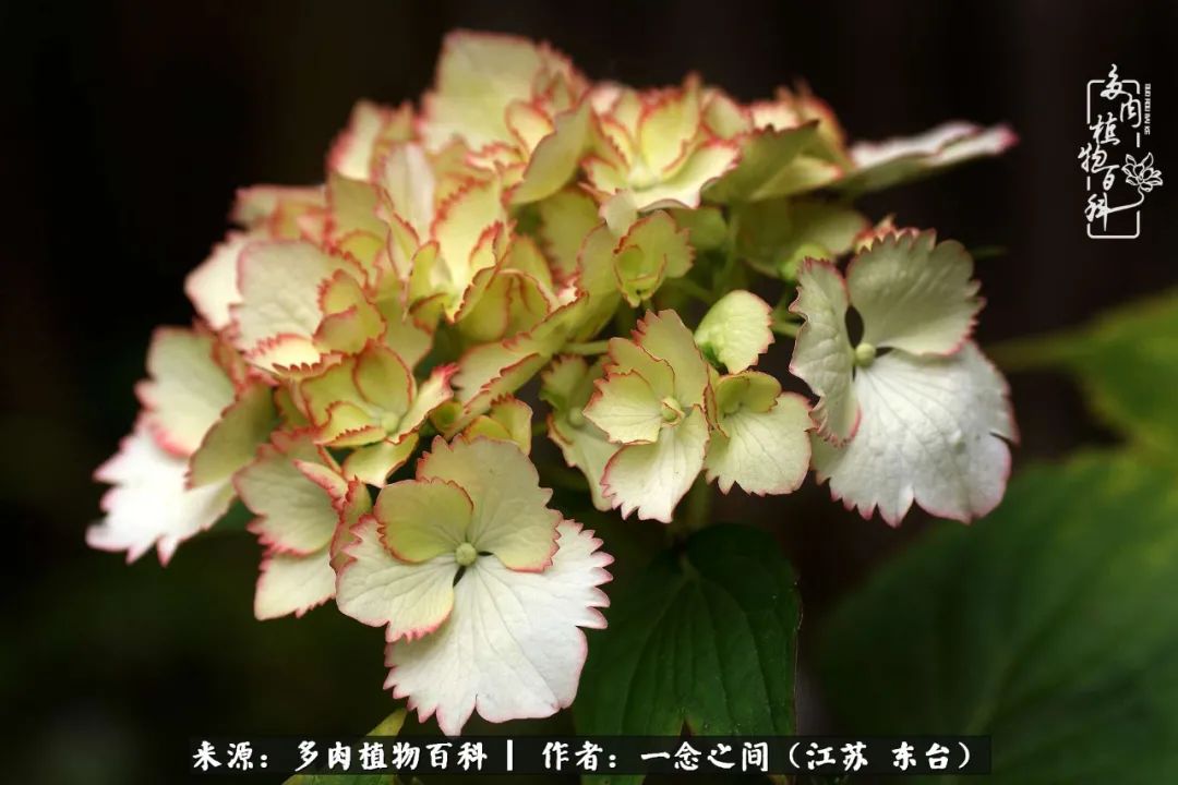 遇见花开蓝莓糖,遇见花开蔬菜沙拉酱