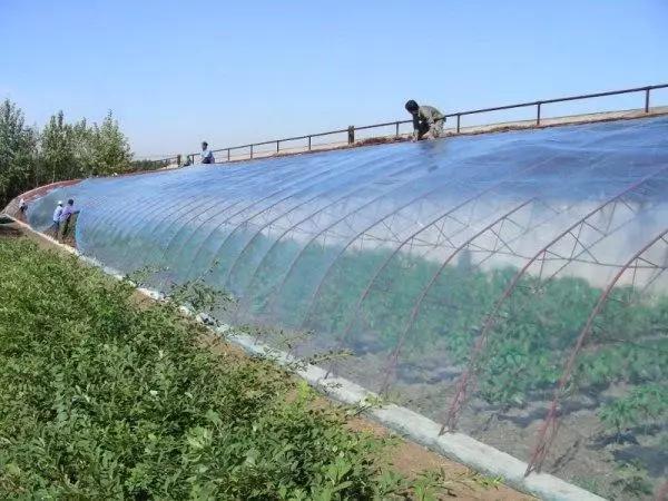 不同颜色地膜不同用处,不同颜色的地膜有什么区别