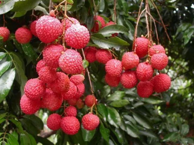 广州从化特产价格,广州从化特产视频