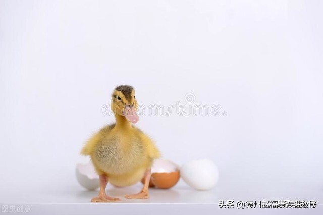 蛋鸭养殖设备全自动,蛋鸭养殖技术服务中心