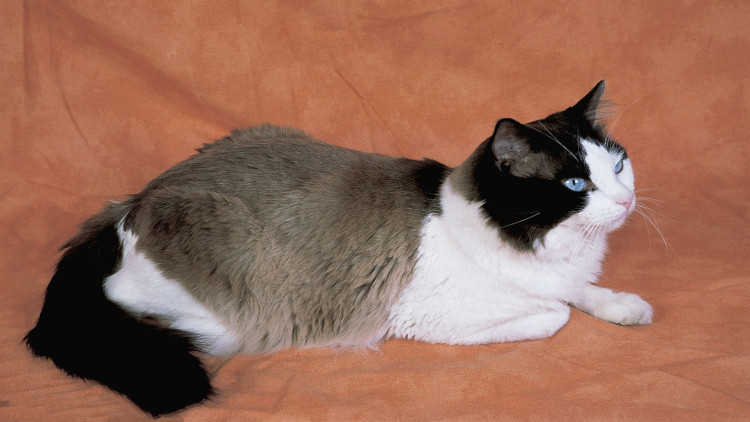 猫咪打完狂犬疫苗后拉稀拉血,猫咪冠状病毒拉稀带血