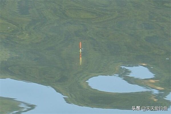 调漂技巧：使用空心软尾浮漂，调漂可以这样调，上鱼快，中鱼率高