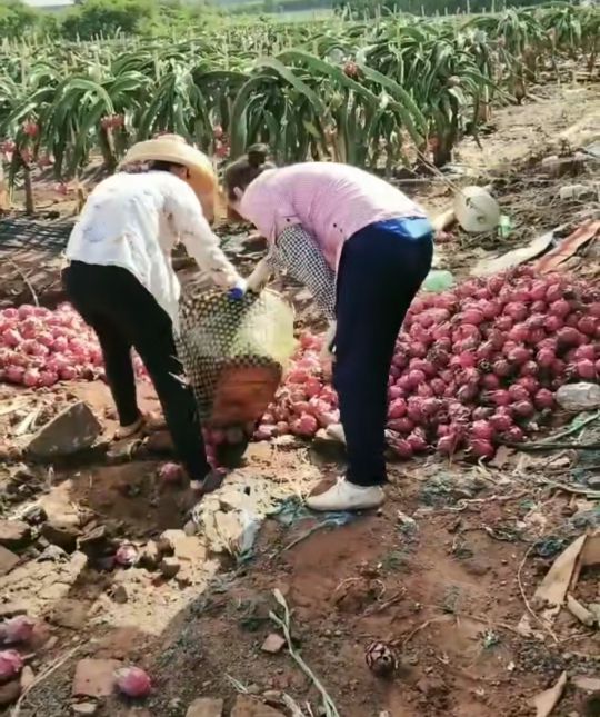 火龙果怎么就是坏了,火龙果怎样算是坏了