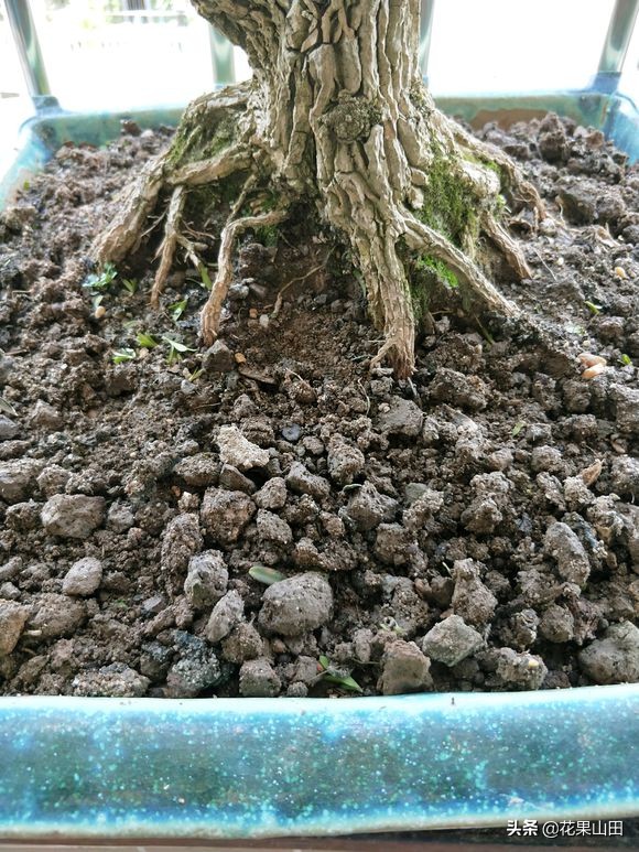 黄杨盆景的蚯蚓怎么消灭,黄杨盆景花盆里有很小的虫子