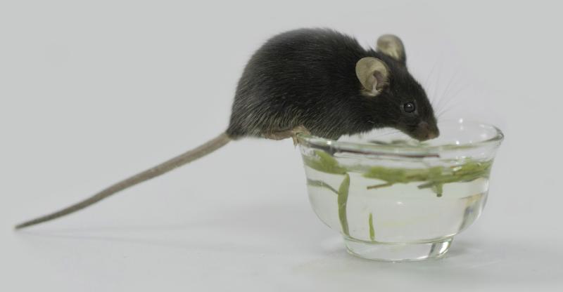 长期喝茶对血糖有哪些好处和坏处,喝茶控制血糖