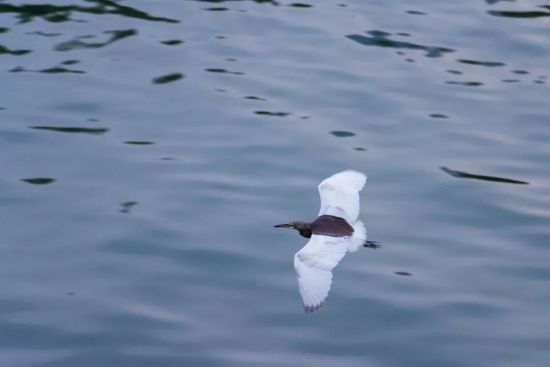 深圳好玩景点地铁路线,深圳好玩免费景点地铁直达的