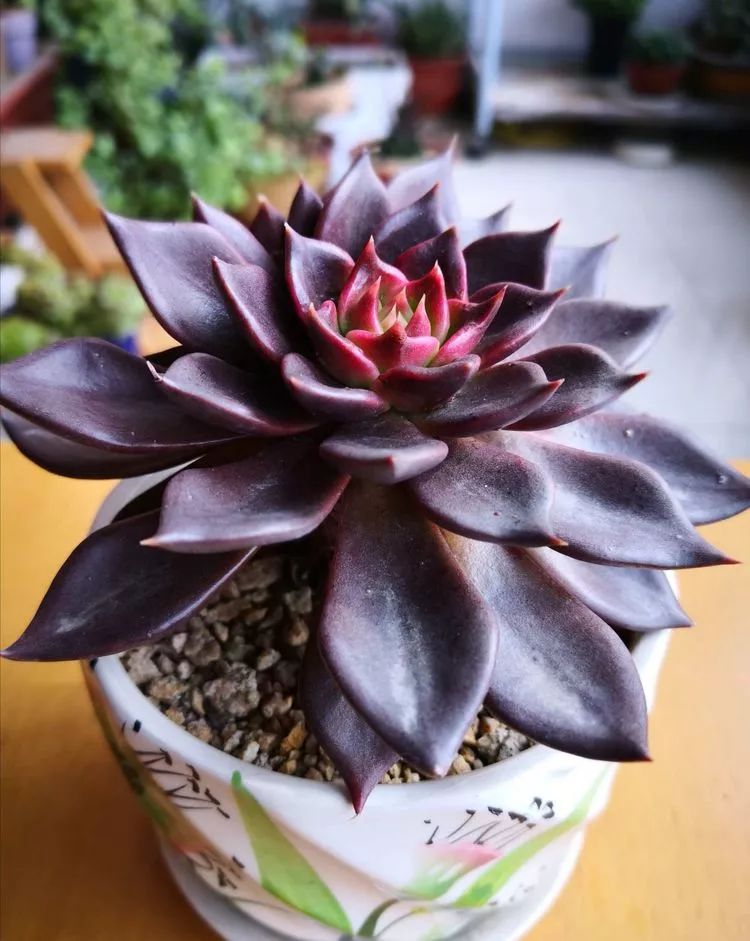 最美的20种多肉,15种最美的多肉