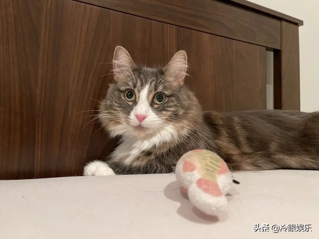 小动物永远都幸福,小动物长得最美也最可爱