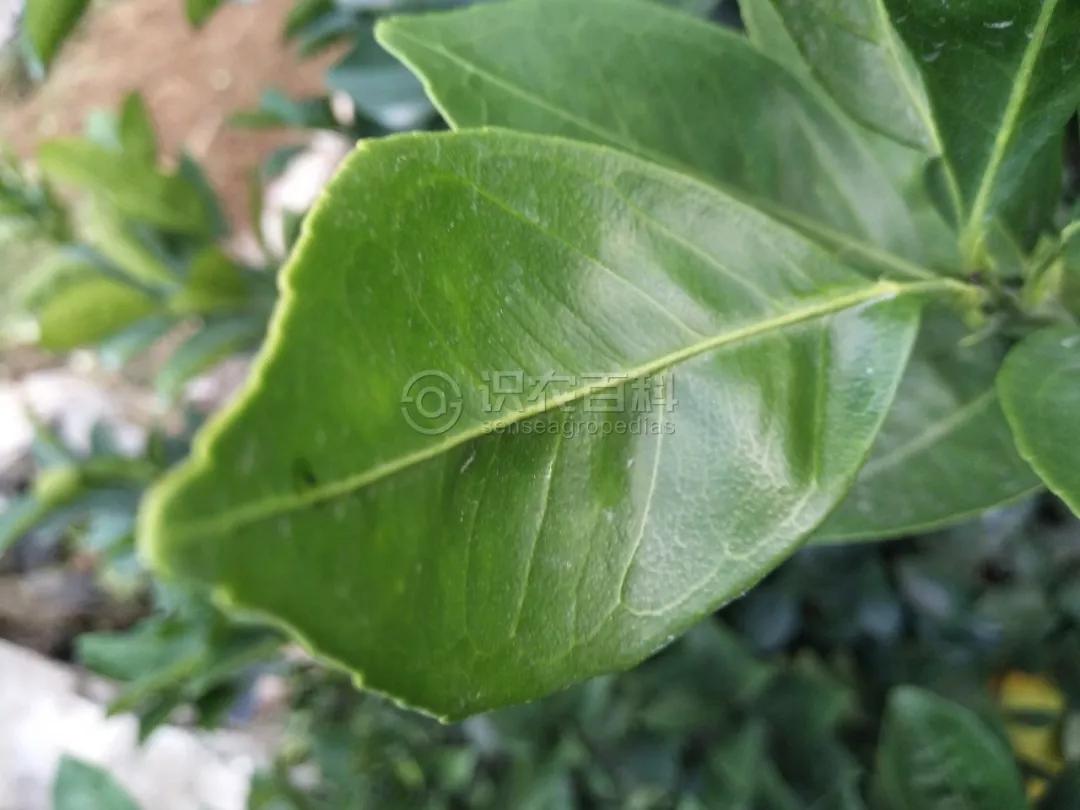 柑橘12月有什么病害虫害,柑橘全年病害虫害最新防治方法