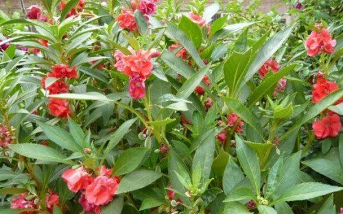 农村院子怎么防蛇进屋,庭院种什么花草防蛇