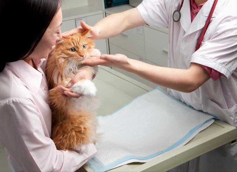 被宠物医院坑了上千元后必备药,家有宠物常备什么药品最好