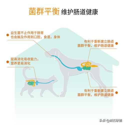 狗狗的各种口臭怎么办,狗狗口臭怎么办最快解决方法