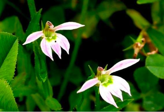 房屋周围种什么植物防虫防蛇,农家小院种什么花可以防蛇