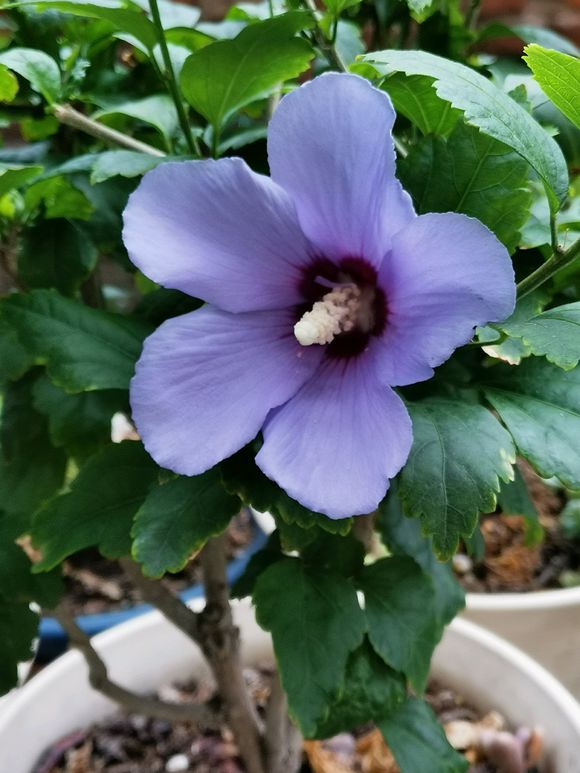 木槿叶子枯萎怎么治疗,丹麦木槿怎么才能枝繁叶茂