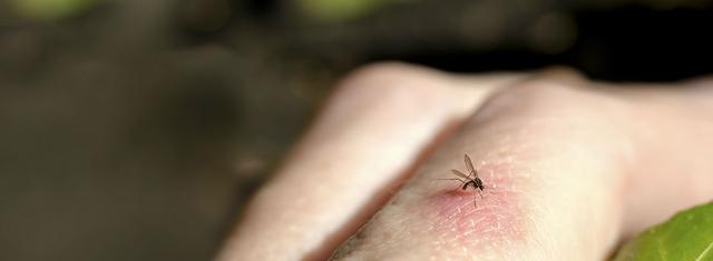夏天捕捉蜻蜓,夏天捉飞虫