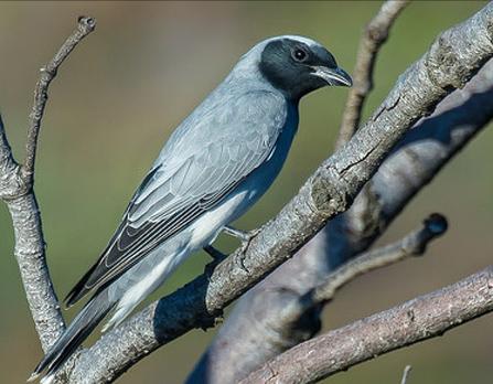 广东常见鸟类图谱和名称图文,东江揽胜鸟类