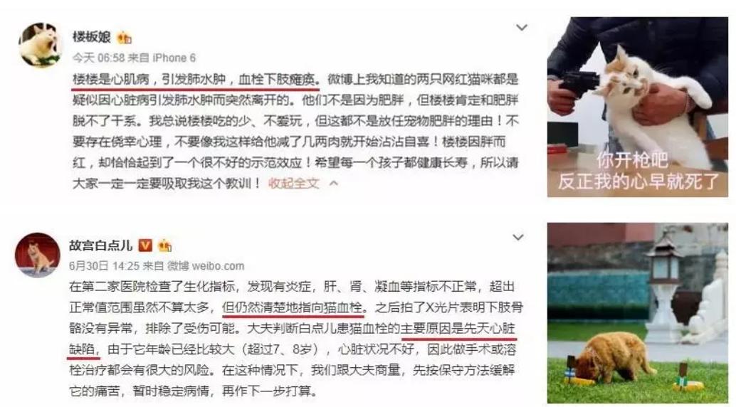 猫咪肥厚型心肌病怎么预防,猫肥厚型心肌病b超诊断