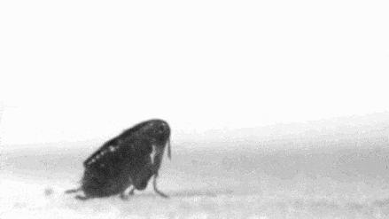 小小跳蚤全部小说,小小的跳蚤