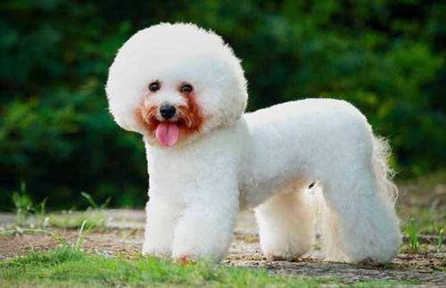 狗狗吃咸了是不是毛发变黄,狗狗吃咸的咳嗽了怎么治疗