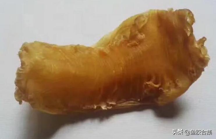 鱼胶5大名胶是哪些,横竖纹鱼胶