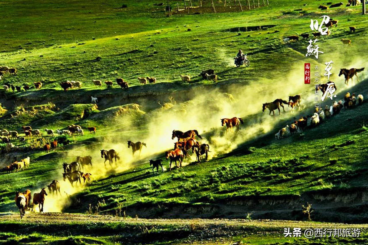 哼，又想「骗」我去*疆新**旅游！