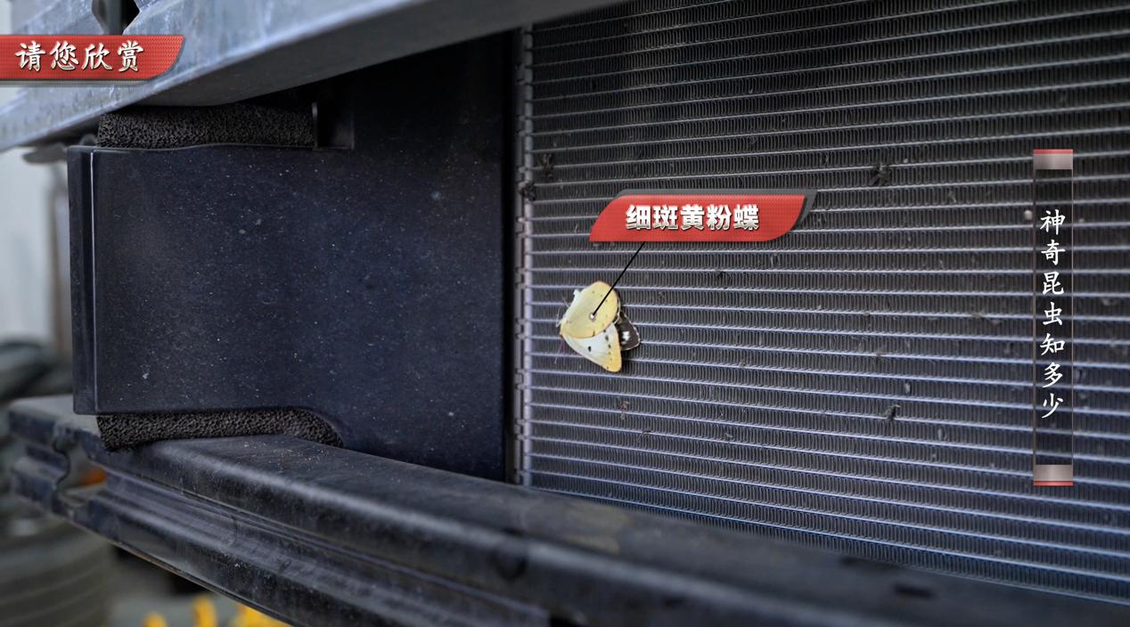 丰田雷凌双擎耐用度视频,丰田雷凌开不坏的车