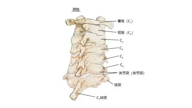 颈椎不稳定造成的头晕和颈肩痛，我们该如何缓解？