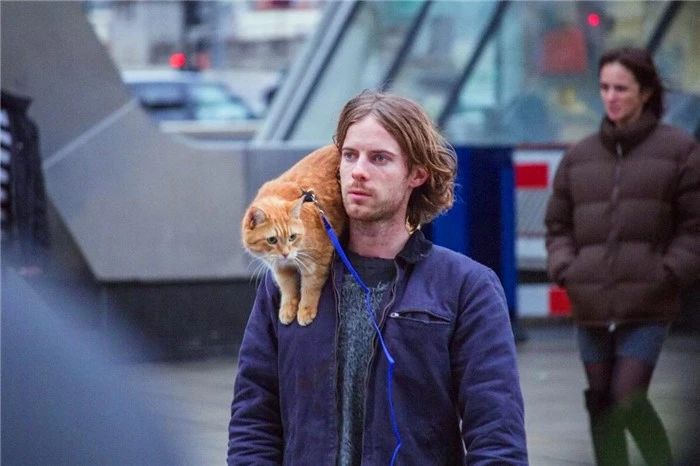 揭露所谓流浪猫的真相,辟谣流浪猫帮助警察破案